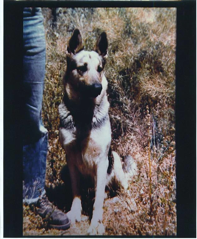 a Good dog.webp