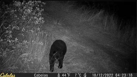 Black Bear.webp