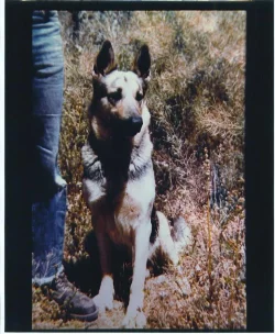 a Good dog.webp