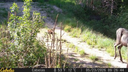 Little Bullwinkle.mp4